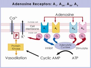 adenosine