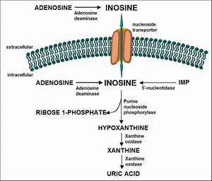 inosine